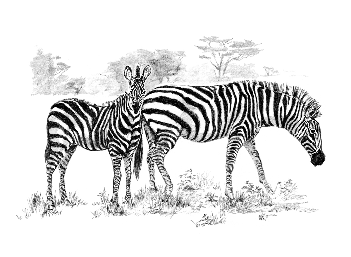 SKIZZIEREN Zebras